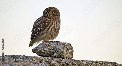 Steinkauz (Athene noctua) sitzt auf einem Stein // Little owl (Athene noctua)  - Milos, Greece photo