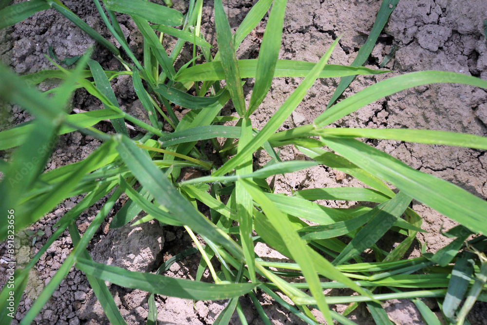 In the field, like a weed, grows Digitaria sanguinalis In the field, like a weed, grows Digitaria sanguinalis