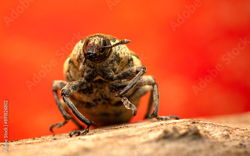 Bug. Cryptorhynchus Curculionidae.  Close-up photo. Nature background.  photo