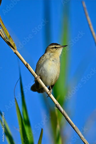 Sedge warbler // Schilfrohrsänger  (Acrocephalus schoenobaenus) photo