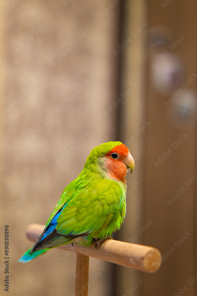 Cute lovebird parrot.pet african parrot.caring for animals.cute video.Funny parrots.Home pet parrot.The best birds.Beautiful photo of a bird.Ornithology.caring for the animal.bird pet.funny photo.
Cute lovebird parrot.pet african parrot.caring for animals.cute video.Funny parrots.Home pet parrot.The best birds.Beautiful photo of a bird.Ornithology.caring for the animal.bird pet.funny photo.