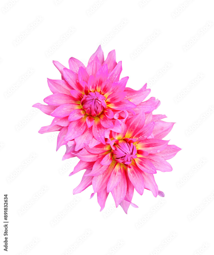 Dahlia flower isolated. Dahlia flower isolated.