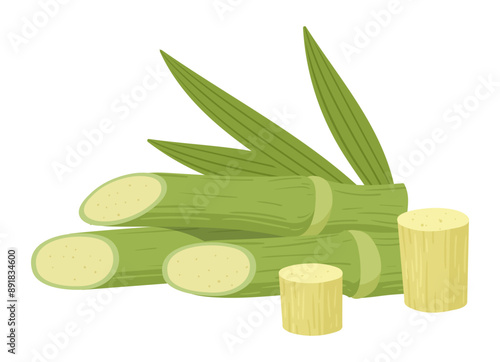 Cartoon sugarcane stems with green leaves. Sugarcane sprouts, chopped sugar reed plants flat vector illustration. Natural cane plant raw materials