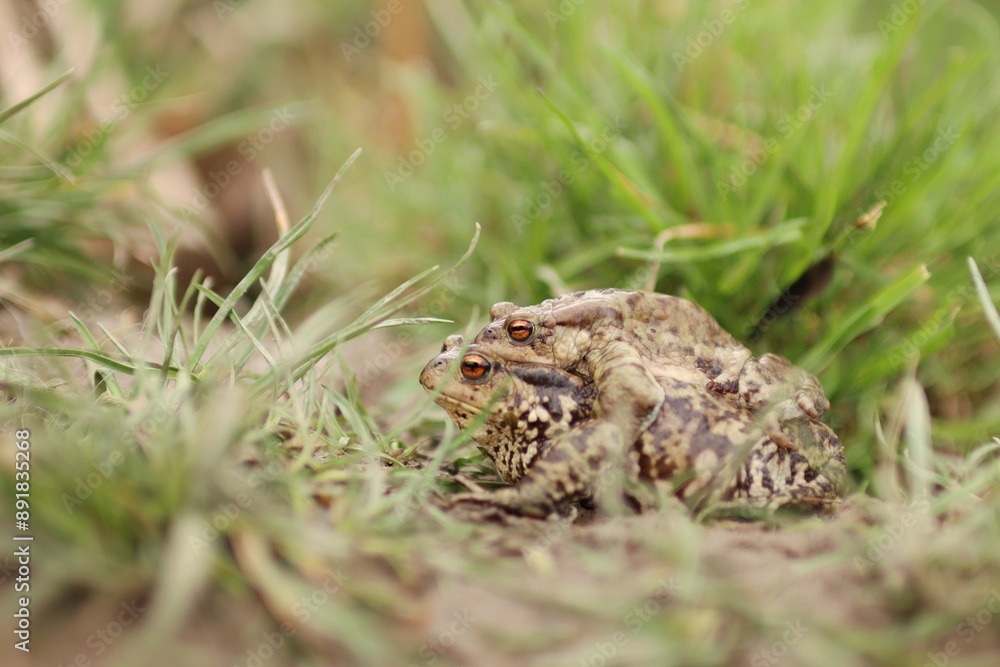 Fototapeta premium Toads congregate during mating session.