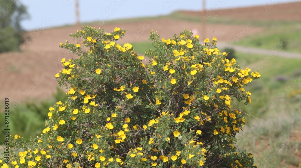 Obraz premium Yellow Flowers on a Shrub in a Dry Field with Mountains in the Background