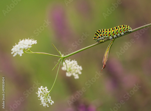 Gąsienica pazia królowej ( Papilio machaon ) na kwiatach Marchwi zwyczajnej.