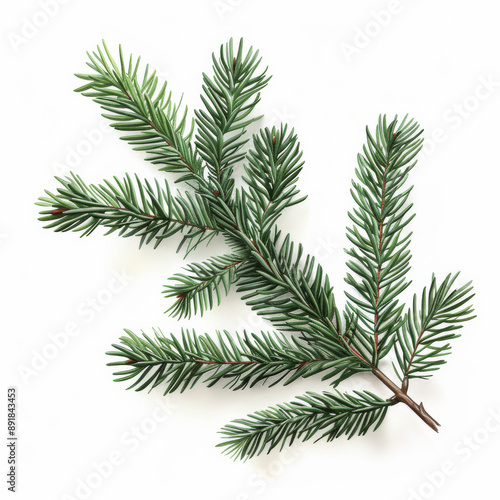 An image of a green spruce branch on a white background. It's a realistic drawing of a Christmas tree, perfect for holiday cards or party posters in 2024.