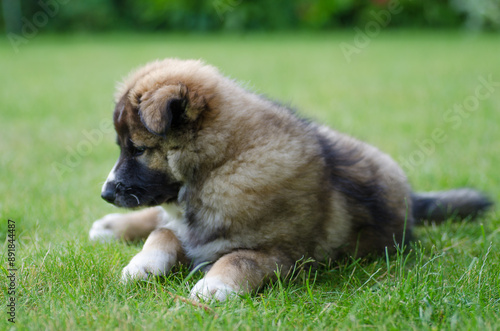 Süßer ELO Welpe liegt auf einer Wiese