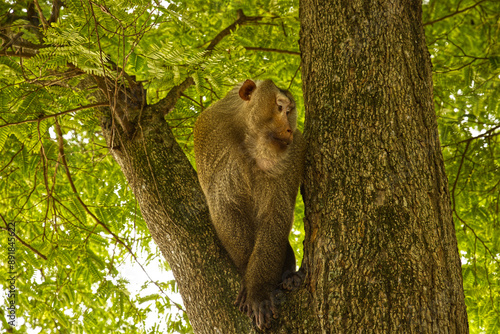 Photography Roaring monkey seating on a green tree branch in Thailand forrest