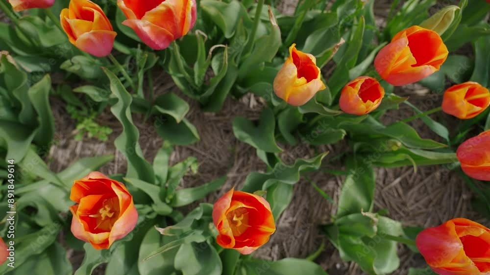Panning across a field of orange, peach tulips, looking down into the stamen and pistils of the flowers, on a windy spring day Panning across a field of orange, peach tulips, looking down into the stamen and pistils of the flowers, on a windy spring day