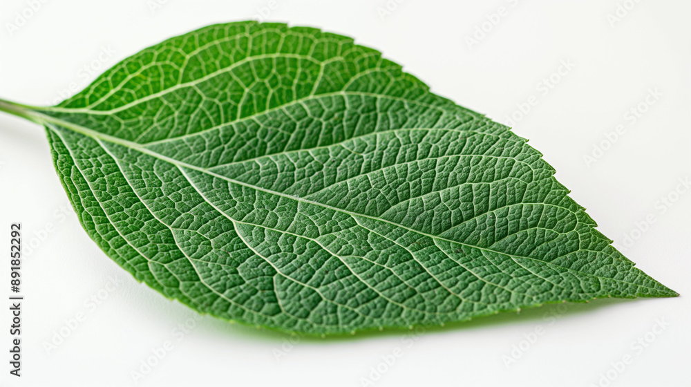 green leaf with a prominent vein structure. The leaf is elongated and slightly curved, with its apex pointing towards the right side of the image. The leaf's surface exhibits a shiny texture green leaf with a prominent vein structure. The leaf is elongated and slightly curved, with its apex pointing towards the right side of the image. The leaf's surface exhibits a shiny texture
