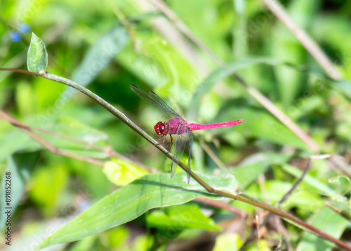 Carmine Skimmer Dragonfly (Orthemis discolor) Perched on a Branch in Mexico photo