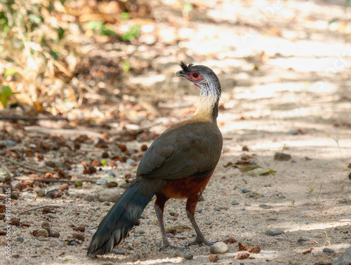 Rufous-Bellied Chachalaca (Ortalis wagleri) Foraging on a Forest Path in Mexico photo