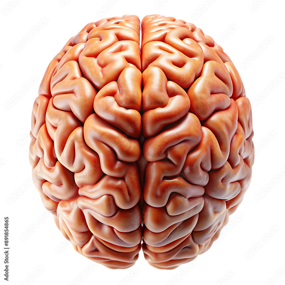 human brain isolated on white
human brain isolated on white