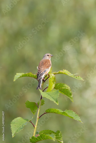 Linnet (Linaria cannabina) perched high on a leafy branch. Yorkshire, UK in Summer