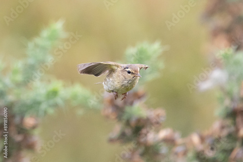 Common Chiffchaff (Phylloscopus collybita) flying towards the camera, in amongst gorse bushes in Yorkshire, UK