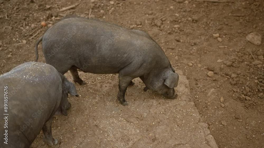 Two black pigs foraging on a dirt farmyard, highlighting the natural rustic environment and the animals' behavior Two black pigs foraging on a dirt farmyard, highlighting the natural rustic environment and the animals' behavior