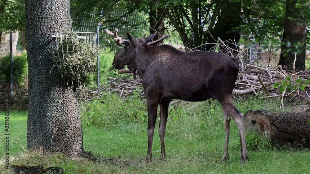 The moose or elk, Alces alces is the largest extant species in the deer family. Moose are distinguished by the broad, flat, or palmate antlers of the males. The moose or elk, Alces alces is the largest extant species in the deer family. Moose are distinguished by the broad, flat, or palmate antlers of the males.