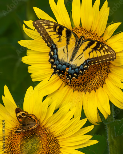 Eastern tiger swallowtail butterfly feeding on a sunflower photo