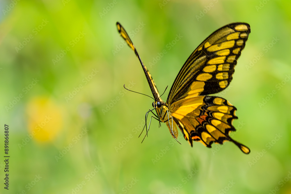 Giant Swallowtail Butterfly flying in garden Giant Swallowtail Butterfly flying in garden