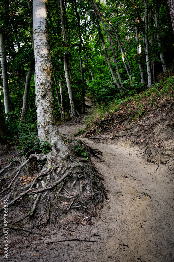 Trail in the old autumn forest	