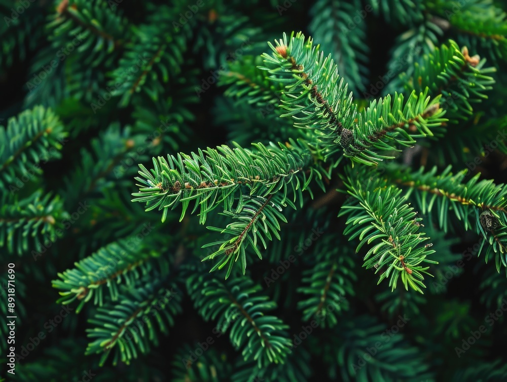 Pine Tree Close Up Pine Tree Close Up