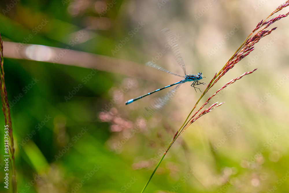 Irish Damselfly Coenagrion lunulatum landing on a grass straw.
