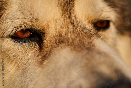 Detailed close up of black and white malamute face with amber eyes