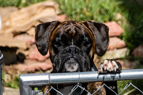 a boxer on a fence