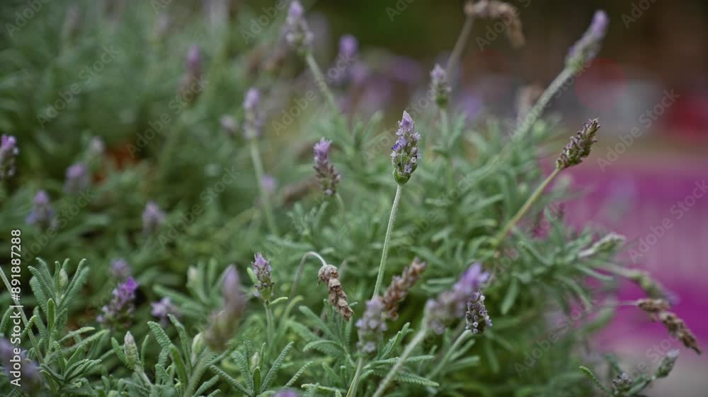 Close-up view of lavandula stoechas, a wild lavender variety, in its natural habitat on the murcia coast, spain. Close-up view of lavandula stoechas, a wild lavender variety, in its natural habitat on the murcia coast, spain.