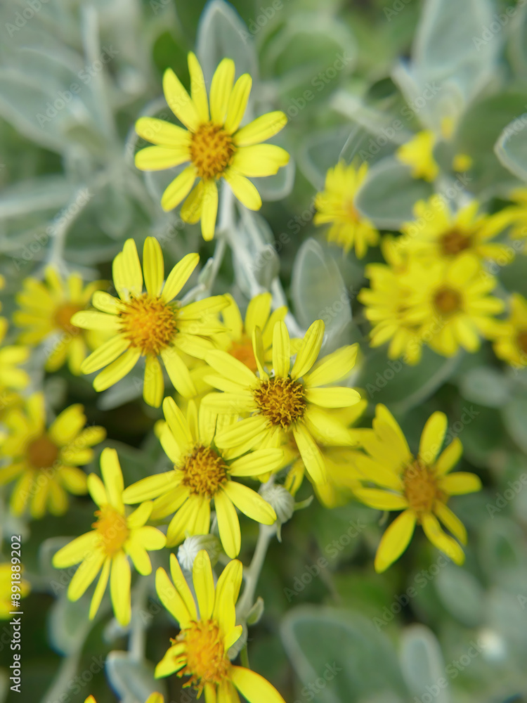 Yellow daisy bush blooming in the garden Yellow daisy bush blooming in the garden