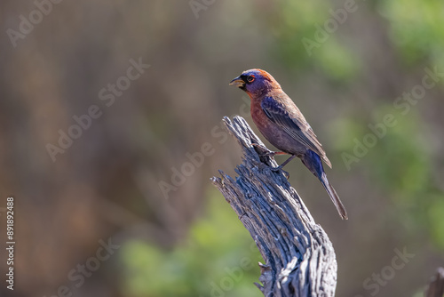Varied Bunting