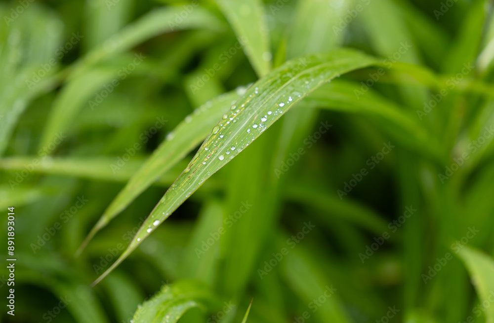 Green leaves with dew droplets on them, blurred background. Green leaves with dew droplets on them, blurred background.