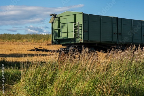 Campos de trigo