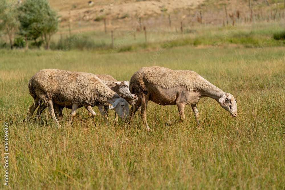 Obraz premium Flock of sheep grazing at sunset in Turkey