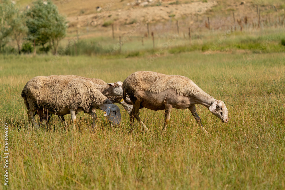 Fototapeta premium Flock of sheep grazing at sunset in Turkey