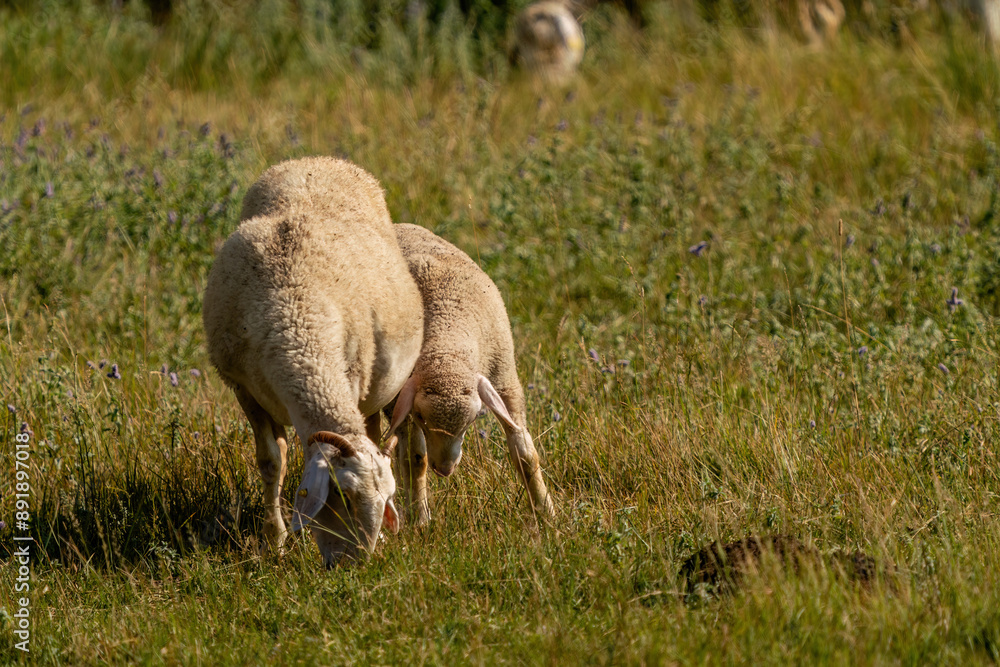 Flock of sheep grazing at sunset in Turkey Flock of sheep grazing at sunset in Turkey