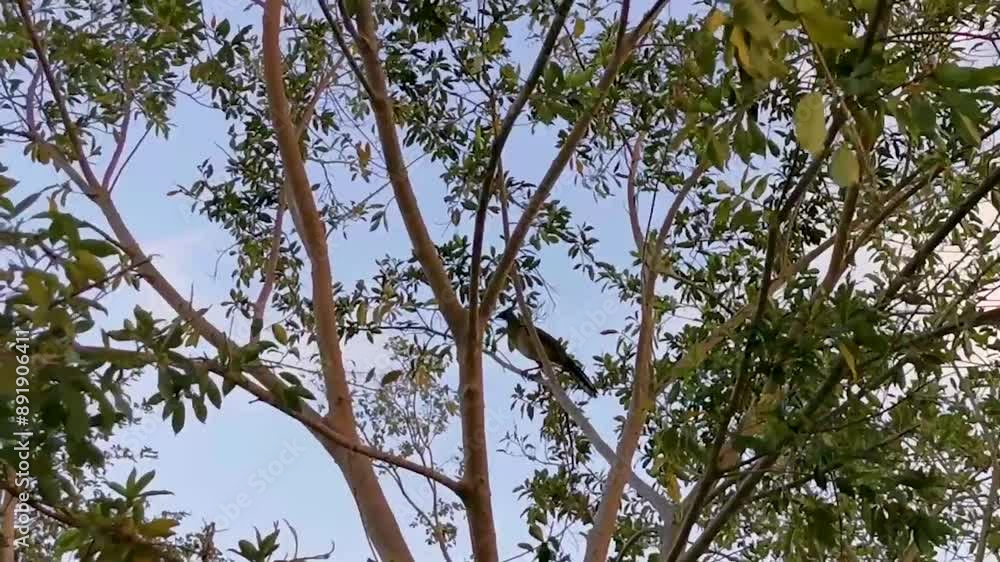 Chachalaca bird birds in tree top in Mexico. Chachalaca bird birds in tree top in Mexico.