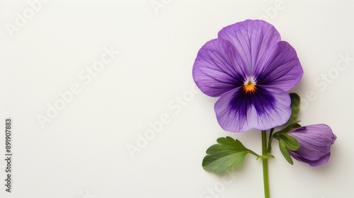 Viola flower isolated with space for text