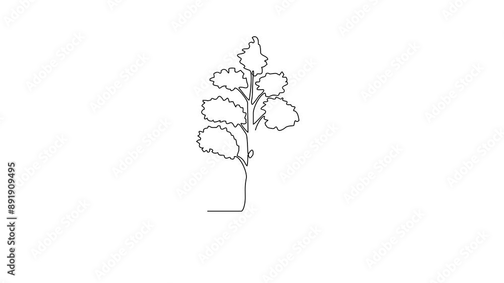 Animated self drawing of Birch tree video design illustration. Tree plant themes in simple linear style video design concept. Plant and nature education for students. Education design presentation. Animated self drawing of Birch tree video design illustration. Tree plant themes in simple linear style video design concept. Plant and nature education for students. Education design presentation.
