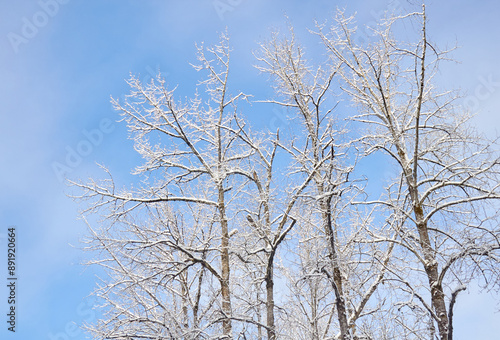 Snow Covered Trees, Sunshine and Blue Sky