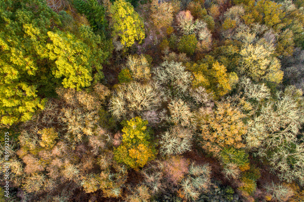 zenithal view of a deciduous forest in autumn from a drone zenithal view of a deciduous forest in autumn from a drone