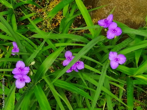ムラサキツユクサの花