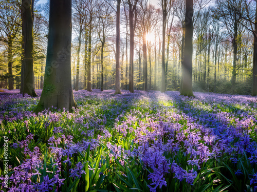 spring in the park