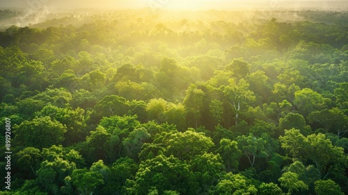 Lush green forest canopy under bright sunlight, aerial view