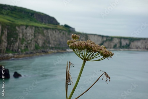 Photography Taking a day trip from Dublin to the Northern Ireland coast and Giant's Causeway