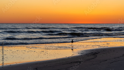 Wallpaper Mural bird playing on shore during sunset at the beach Torontodigital.ca