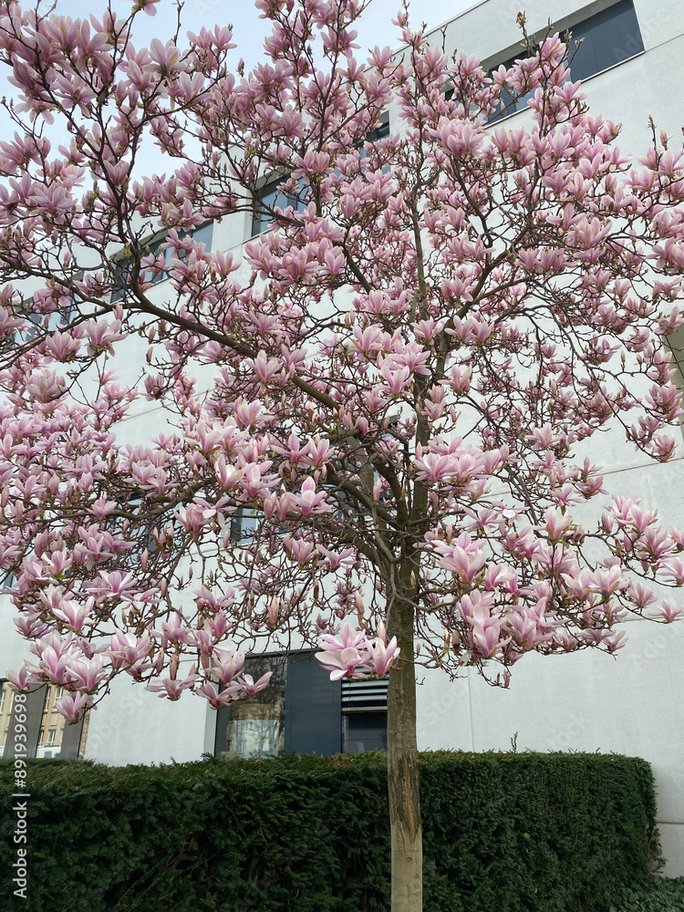 Blütezeit in Leipzig. Schöne Sakura Blütezeit in Leipzig. Schöne Sakura