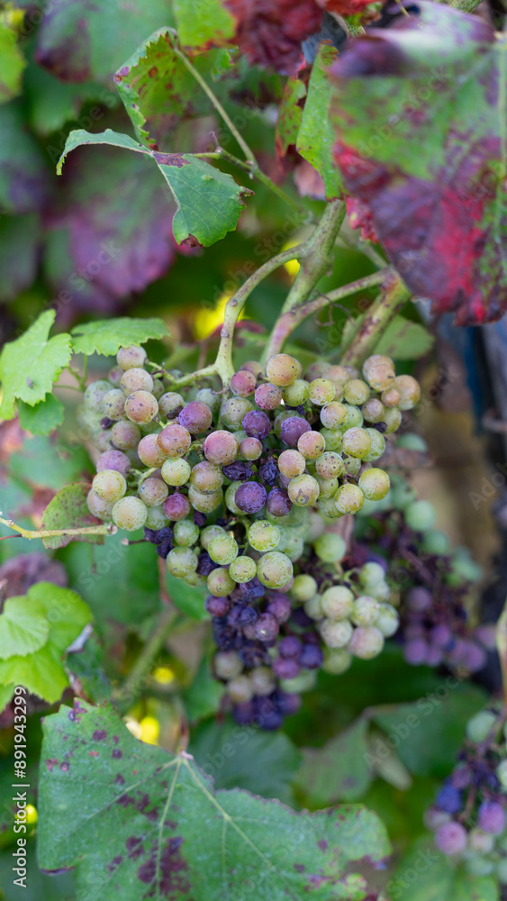 vine plant with almost ripe grapes that let pass through it vine plant with almost ripe grapes that let pass through it