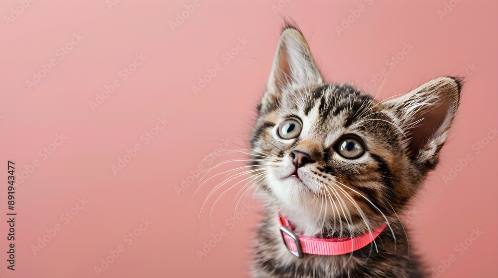Adorable tabby kitten with a pink collar gazing curiously against a soft pink background, ideal for pet lovers, greeting cards, and warm, playful designs. Adorable tabby kitten with a pink collar gazing curiously against a soft pink background, ideal for pet lovers, greeting cards, and warm, playful designs.